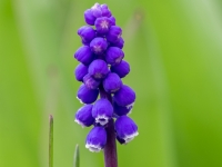 Muskare  (Muscari)