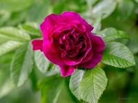 'HANSA'