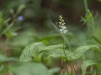 Divlapu žagatiņa (Maianthemum bifolium)