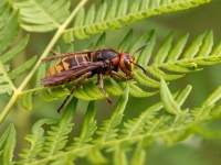 Sirsenis (Vespa crabro)