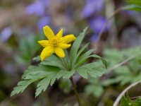 Dzeltenais vizbulis  (Anemone ranunculoides)