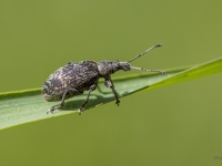 Smecernieks