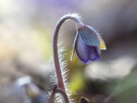 Zilā vizbulīte (Hepatica nobilis)