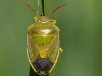 Vairogblakts Piezodorus lituratus
