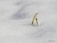 Baltā sniegpulkstenīte (Galanthus nivalis)