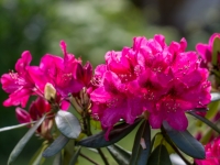 Rododendri