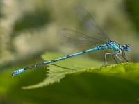 Gaišzilā krāšņspāre (Coenagrion puella) 