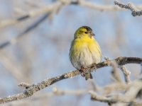 Ķivulis (Spinus spinus)