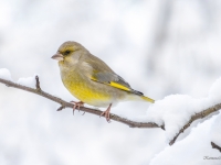 Zaļžubīte (Chloris chloris)