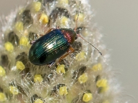 Lapgrauzis Crepidodera aurata
