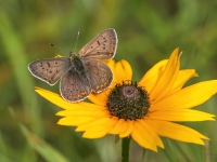 Brūnais zeltainītis (Lycaena tityrus)