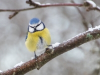 Zilzīlīte (Cyanistes caeruleus)