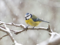 Zilzīlīte (Cyanistes caeruleus)