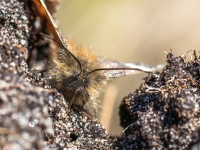 Bērzu pavasarsprīžmetis (Archiearis parthenias)