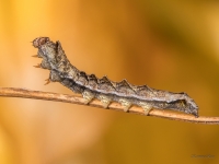 Kazeņu vilnkājis (Thyatira batis)