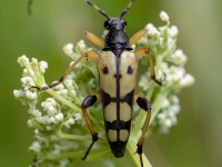 Koksngrauzis Rutpela maculata