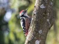 Vidējais dzenis (Dendrocoptes medius)