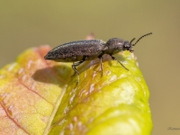 Sprakšķis Cidnopus aeruginosus