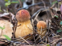 Dzīslkāta beka BOLETUS PROJECTELUS