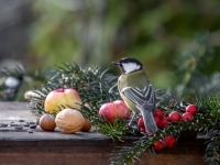 Lielā zīlīte (Parus major)