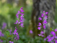 Sarkanā cefalantēra (Cephalanthera rubra) Īpaši aizsargājama suga!  LV Sarkanajā grāmatā 1. kat.