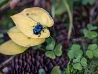 Meža bambals (Anoplotrupes stercorosus)