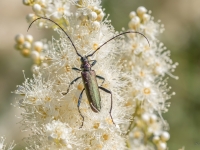 Zaļais vītolu koksngrauzis (Aromia moschata)