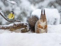Vāvere (Sciurus vulgaris)