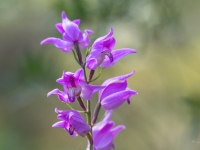 Sarkanā cefalantēra (Cephalanthera rubra) Īpaši aizsargājama suga!  LV Sarkanajā grāmatā 1. kat.
