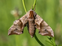 Acainais sfings (Smerinthus ocellata)