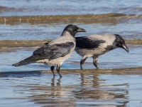 Pelēkās vārnas (Corvus cornix)