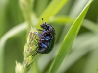 Meža bambals (Anoplotrupes stercorosus)