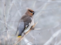 Zīdaste (Bombycilla garrulus)