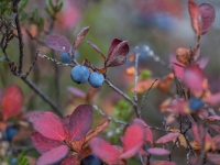 Zilene (Vaccinium uliginosum)