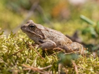 Parastā varde (Rana temporaria)