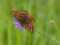 Ošu pļavraibenis (Euphydryas maturna)