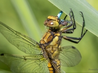 Lielā ezerspāre (Orthetrum cancellatum)