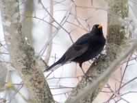Melnais meža strazds (Turdus merula)