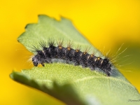 Bērzu pelēkpūcīte (Acronicta auricoma)