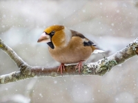 Dižknābis (Coccothraustes coccothraustes)