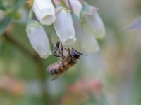 Medus bite (Apis mellifera)