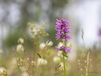 Dziedniecības sārmene (ārstniecības pātaine), Stachys officinalis (syn. Betonica officinalis)