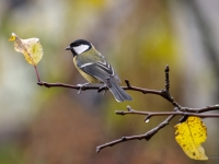 Lielā zīlīte (Parus major)