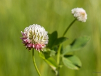 Bastarda āboliņš (Trifolium hybridum)