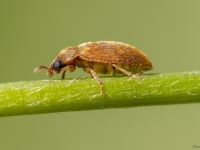 Aveņvabole Byturus ochraceus