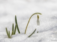 Baltā sniegpulkstenīte  (Galanthus nivalis)