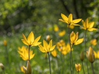 Meža tulpes