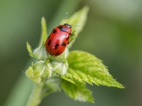 Lapgrauzis Gonioctena viminalis