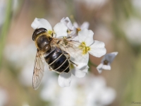 Ziedmuša Eristalis sp.