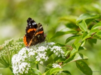 Lielais nātru raibenis (Vanessa atalanta)